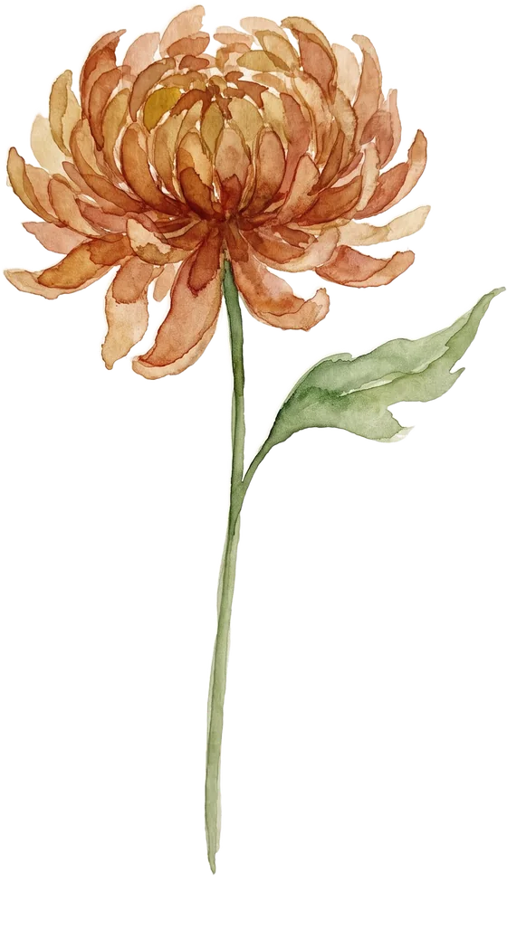 Chrysanthemum watercolour