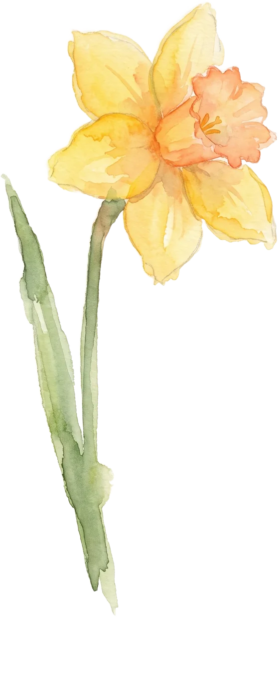 Daffodil watercolour