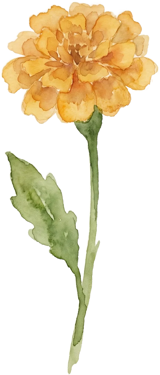 Marigold watercolour
